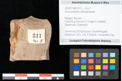 Foto (Objekt + Etikett) von Pinus praelarix Ettingshausen (NHMW-GEO-2024-0188-0311)